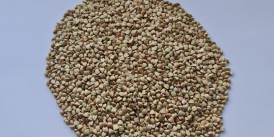 Venderé sémola de trigo sarraceno cruda y sémola de