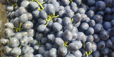 Uvas moldavas de calidad
