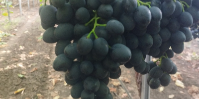 Uvas moldavas de calidad