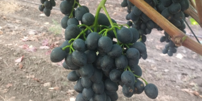 Uvas moldavas de calidad