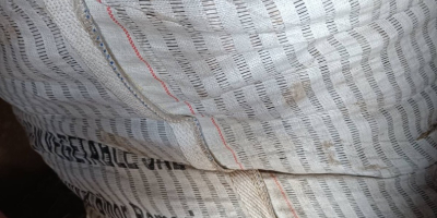 Vendo remolacha larga de la variedad Alto +[teléfono]