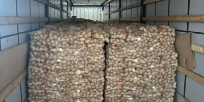 Papas alemanas premium: venta al por mayor en toda