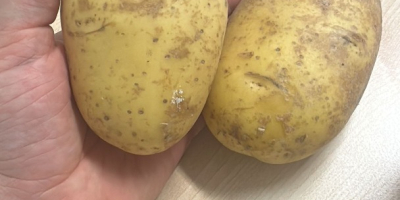 Papas alemanas premium: venta al por mayor en toda