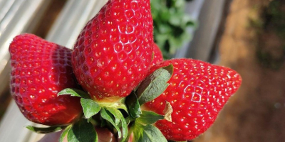 Somos una empresa exportadora de Marruecos y contamos con