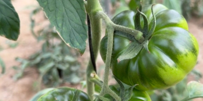 Tomate Raf de Nijar. Tipo Convencional