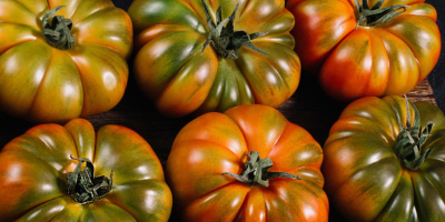 Tomate Raf de Nijar. Tipo Convencional