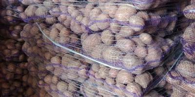 Hola. Vendo papas amarillas y rojas. Cantidades para camiones