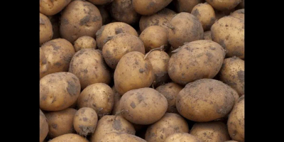 ¿Por qué patatas IRGA? ¡La Irga es una de