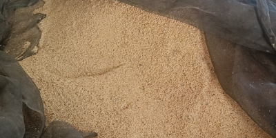 Se ofrece cebada cervecera malta de gran calidad y