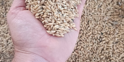 Se ofrece cebada cervecera malta de gran calidad y