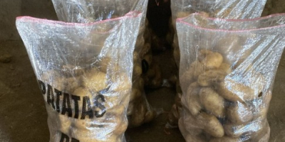 Patata Belami nacional recién recolectada, excelente calidad. Sacas de