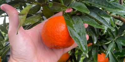 TEMPORADA LLENA DE VITAMINAS Y COLORES, TE TRAEMOS OTRA