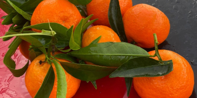 TEMPORADA LLENA DE VITAMINAS Y COLORES, TE TRAEMOS OTRA