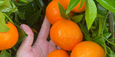 TEMPORADA LLENA DE VITAMINAS Y COLORES, TE TRAEMOS OTRA