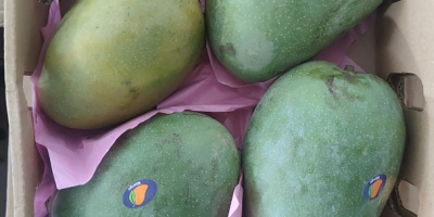 Mango fresco, maduro en el árbol, listo para consumir,