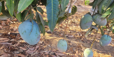Mango fresco, maduro en el árbol, listo para consumir,