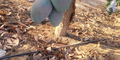 Mango fresco, maduro en el árbol, listo para consumir,