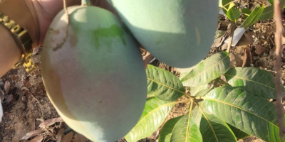 Mango fresco, maduro en el árbol, listo para consumir,