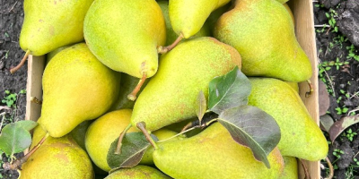 Peras Xenia Frescas de Moldavia: Dulces, Jugosas y Listas