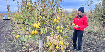 Peras Xenia Frescas de Moldavia: Dulces, Jugosas y Listas