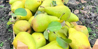 Peras Xenia Frescas de Moldavia: Dulces, Jugosas y Listas