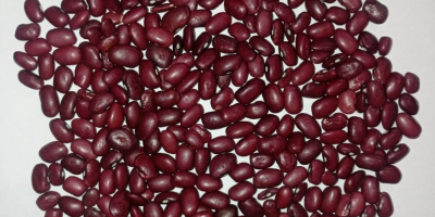 Lo que vendemos: Judías rojas (tomate rojo) para procesamiento,