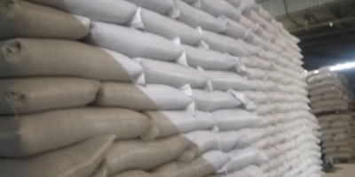 Lo que vendemos: Judías rojas (tomate rojo) para procesamiento,