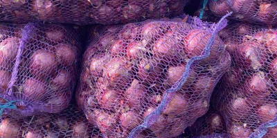 El productor vende cebollas de la cosecha de 2025.