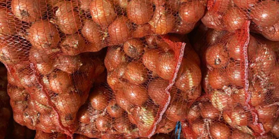 El productor vende cebollas de la cosecha de 2025.