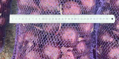 El productor vende cebollas de la cosecha de 2025.