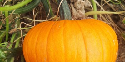 Calabazas Gladiador en venta de 7 a 14 kg.