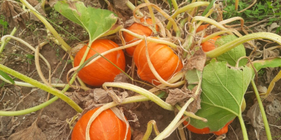 Calabazas Gladiador en venta de 7 a 14 kg.