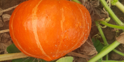 Calabazas Gladiador en venta de 7 a 14 kg.