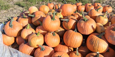 Calabazas Gladiator a la venta, de 7 a 14