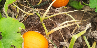 Calabazas Gladiador en venta de 7 a 14 kg.