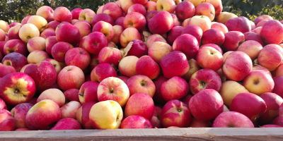 Manzanas Idared muy bonitas, también tenemos la variedad Florina.