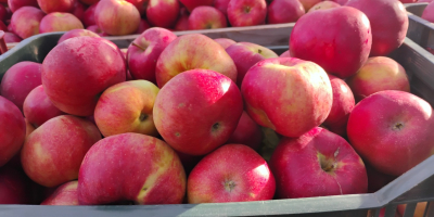 Manzanas Idared muy bonitas, también tenemos la variedad Florina.