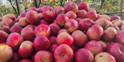 Manzanas Idared muy bonitas, también tenemos la variedad Florina.