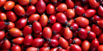 Busco comprador para escaramujos de mi propia plantación. Actualmente