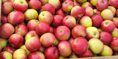 Vendemos rifles Idaret calibre 65+, procedentes de la República