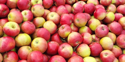 Vendemos rifles Idaret calibre 65+, procedentes de la República