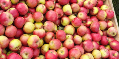 Vendemos rifles Idaret calibre 65+, procedentes de la República