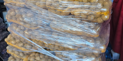 Vendo patatas comestibles de las variedades Ignacy, Soraya y