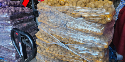 Vendo patatas comestibles de las variedades Ignacy, Soraya y