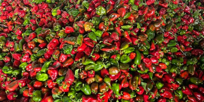 Pimientos rojos y verdes, de segunda calidad 0,80 st/kg