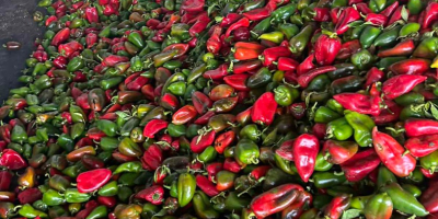 Pimientos rojos y verdes, de segunda calidad 0,80 st/kg