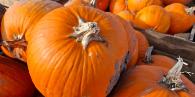 Estoy vendiendo calabazas.
