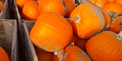 Estoy vendiendo calabazas.