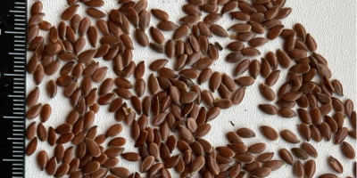 CERIO comercializa lino marrón. Pureza: 97-98%, contenido de aceite: