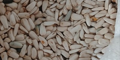 Girasol blanco dzakiran seleccionado para más información [número de